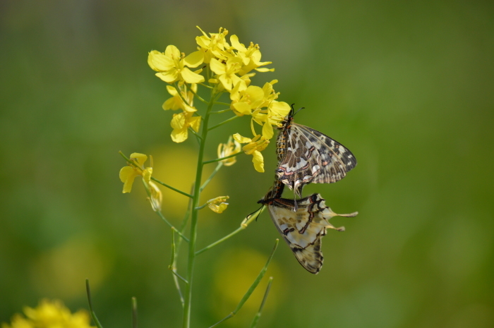 ホソオチョウ 4月3日 岐阜県にて_d0254540_18382145.jpg