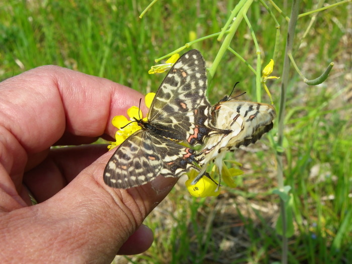 ホソオチョウ 4月3日 岐阜県にて_d0254540_18391007.jpg