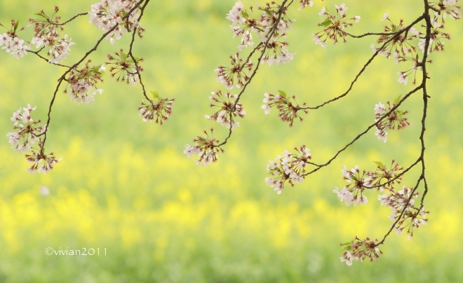 埼玉 特別撮影会 ~桜と菜の花の競演~ in 幸手市権現堂堤_e0227942_21564716.jpg