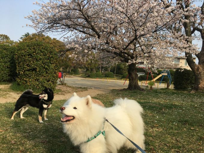 お花見三昧_f0128542_02001689.jpg