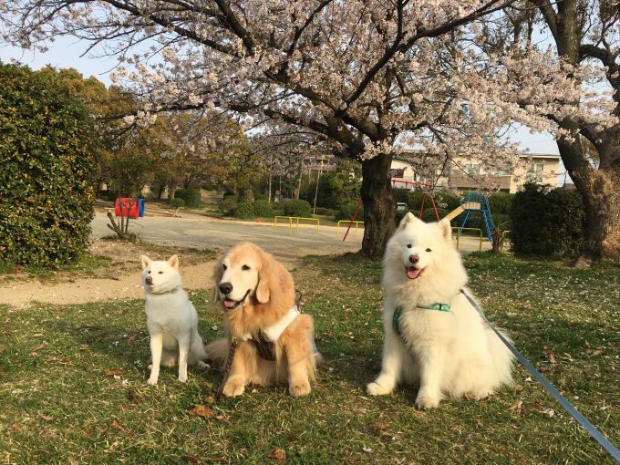 お花見三昧_f0128542_02023097.jpg