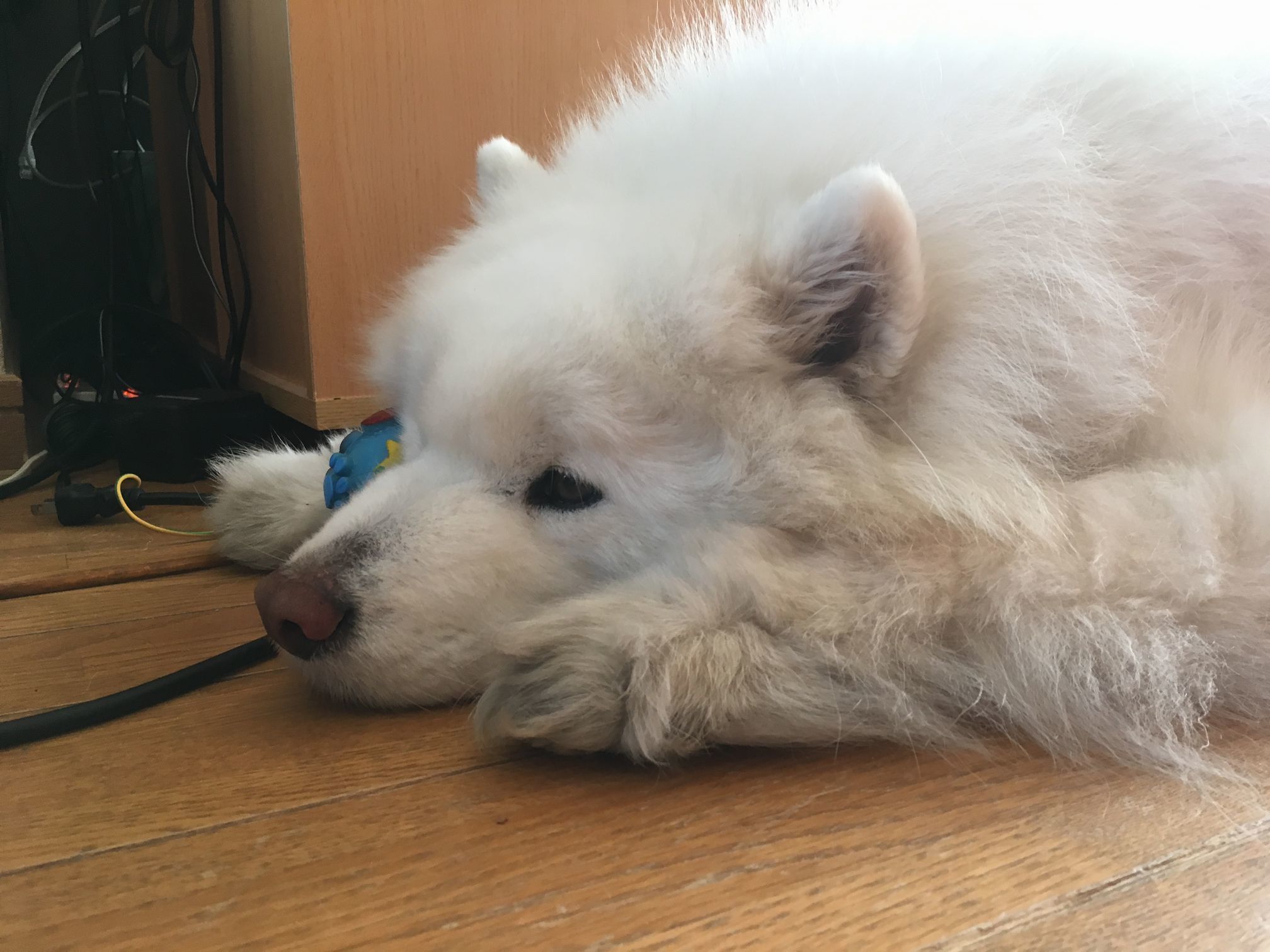 お花見三昧_f0128542_02071905.jpg