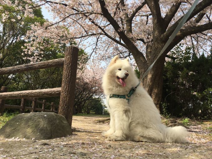 お花見三昧_f0128542_02105402.jpg