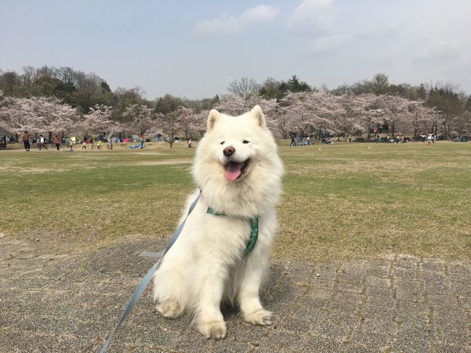 お花見三昧_f0128542_02194028.jpg