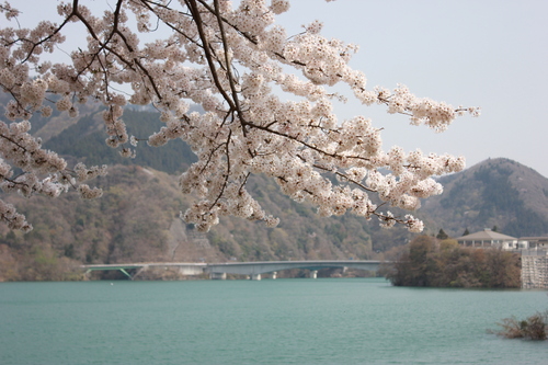 3回目のお花見_c0137444_1941963.jpg