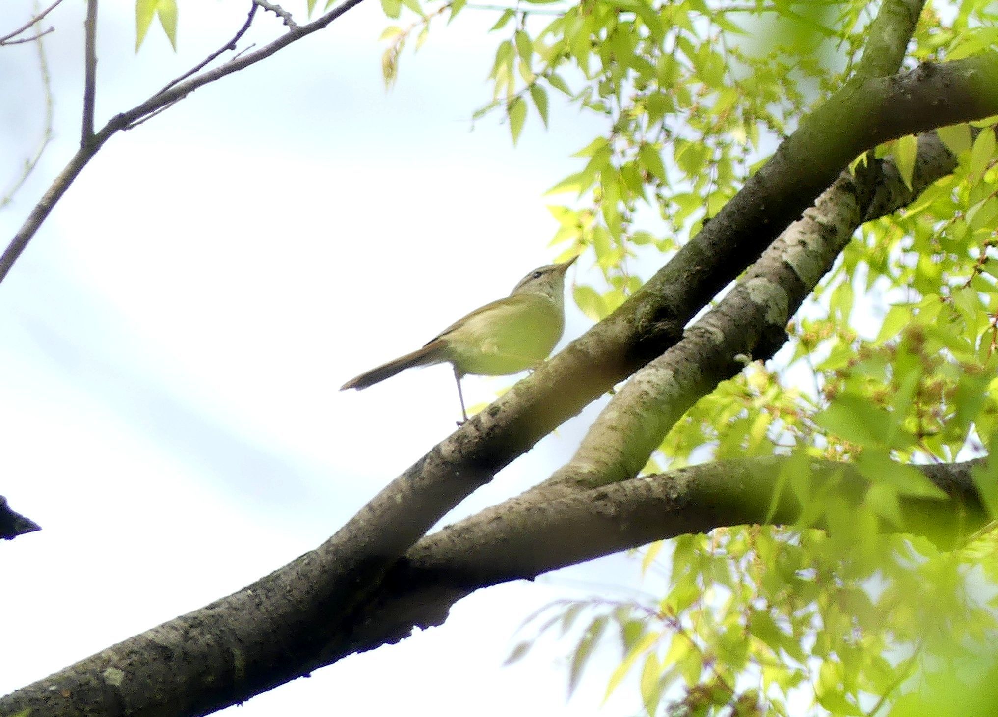 ウグイスとメジロ 八王子 浅川野鳥散歩