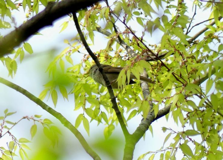 ウグイスとメジロ 八王子 浅川野鳥散歩 ウグイスとメジロ 八王子 浅川野鳥散歩