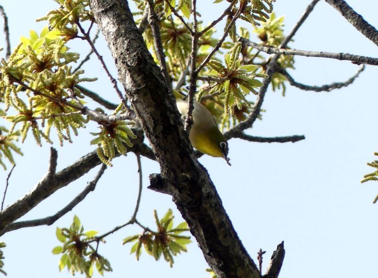 ウグイスとメジロ 八王子 浅川野鳥散歩 ウグイスとメジロ 八王子 浅川野鳥散歩