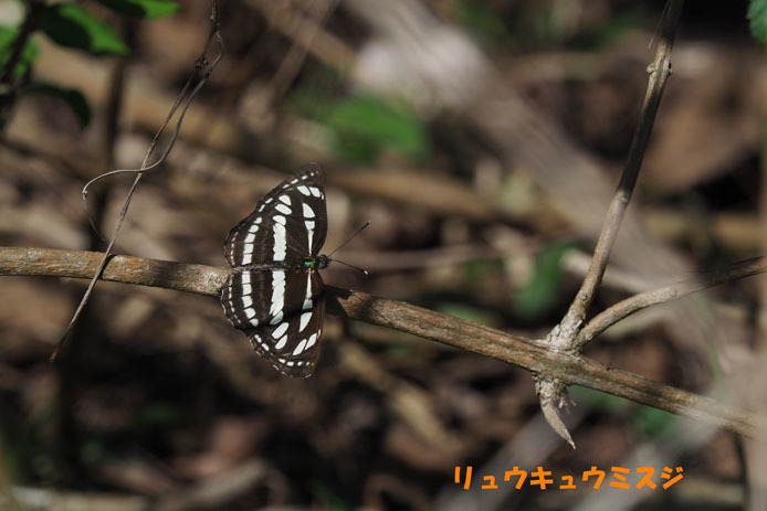 シロミスジ_d0149245_15090072.jpg