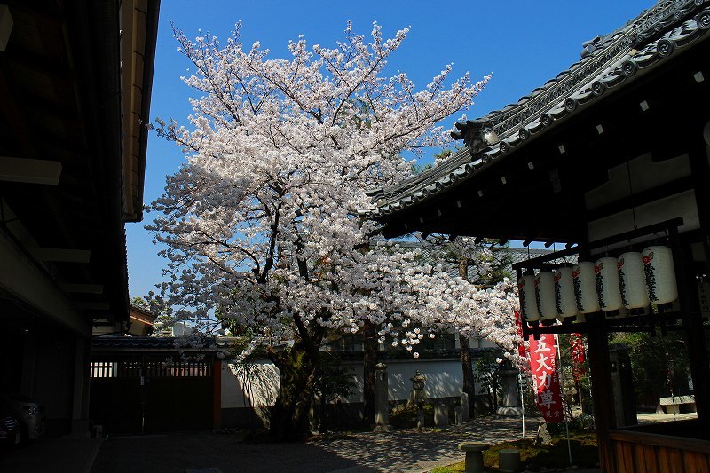 聖護院「積善院準提堂」20180328_e0237645_00294809.jpg