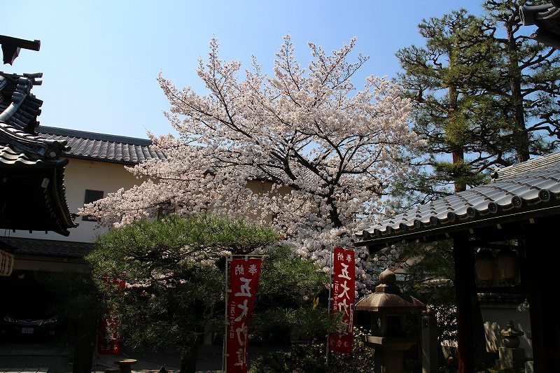 聖護院「積善院準提堂」20180328_e0237645_00294975.jpg