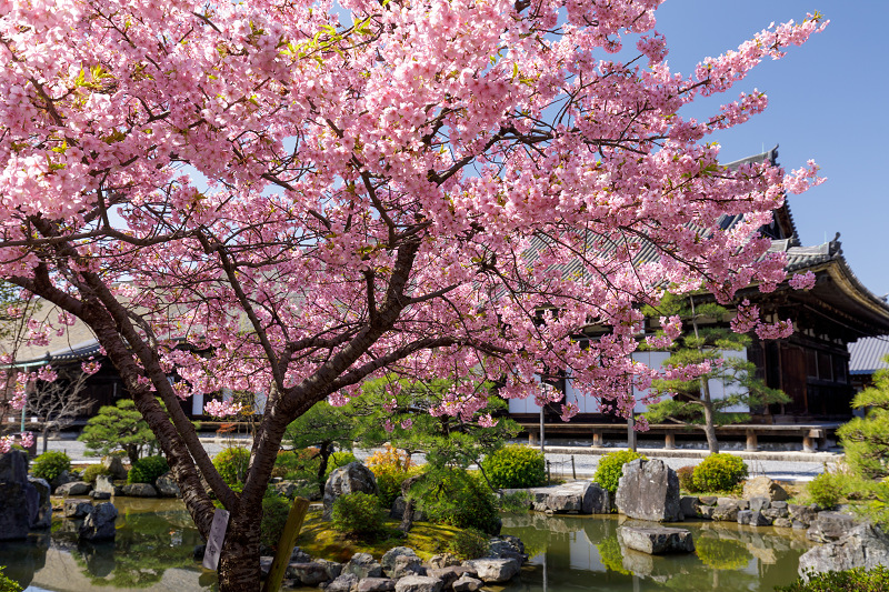 桜咲く京都18 三十三間堂の春景色 花景色 K W C Photoblog