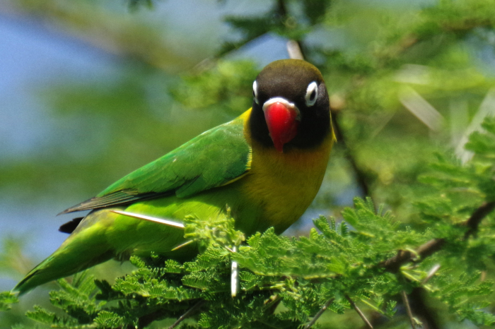 タンザニアの野鳥vol.5_b0144049_22111933.jpg