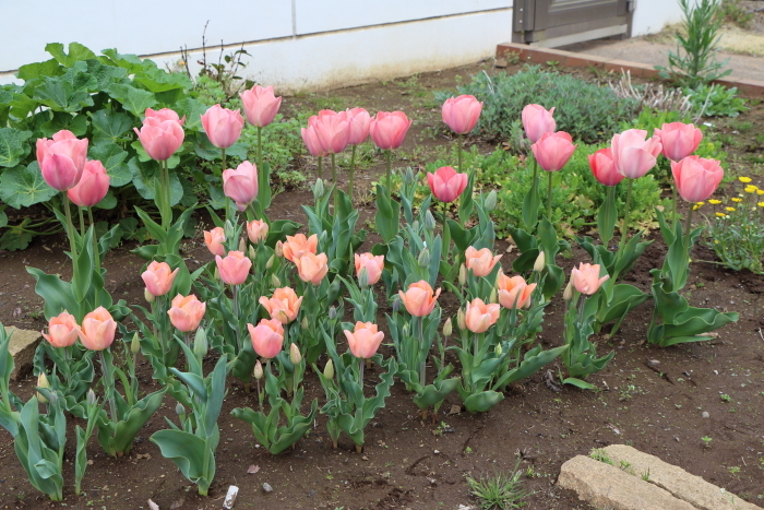 チューリップ開花と花壇の植え替え_c0331754_22390961.jpg