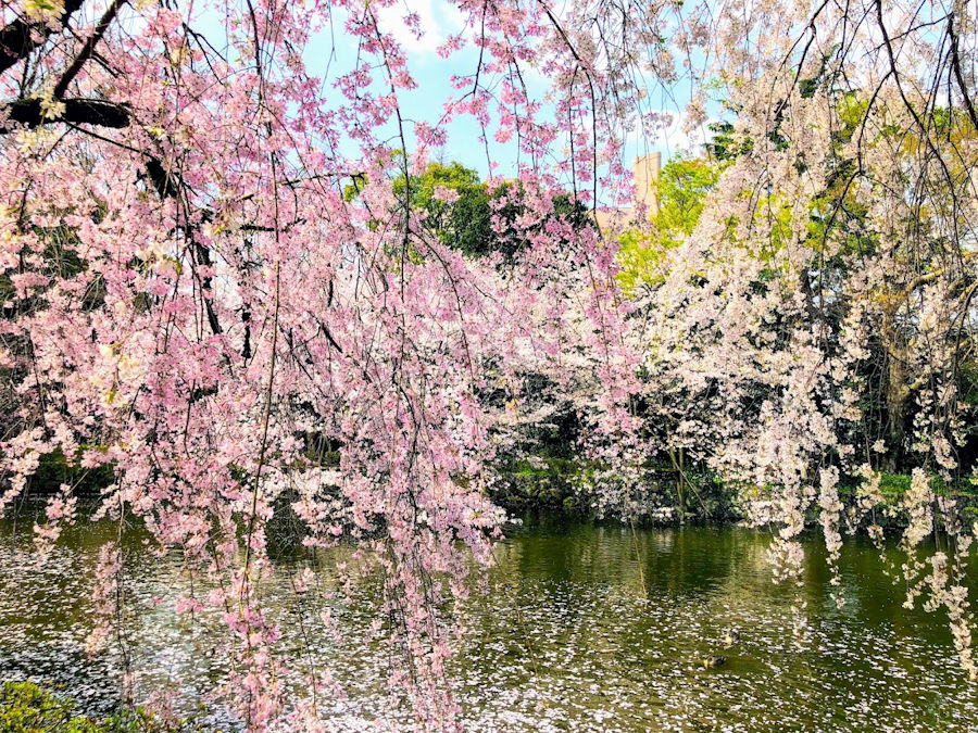 春の箱根路その１　三嶋大社の桜_e0256058_08305985.jpg