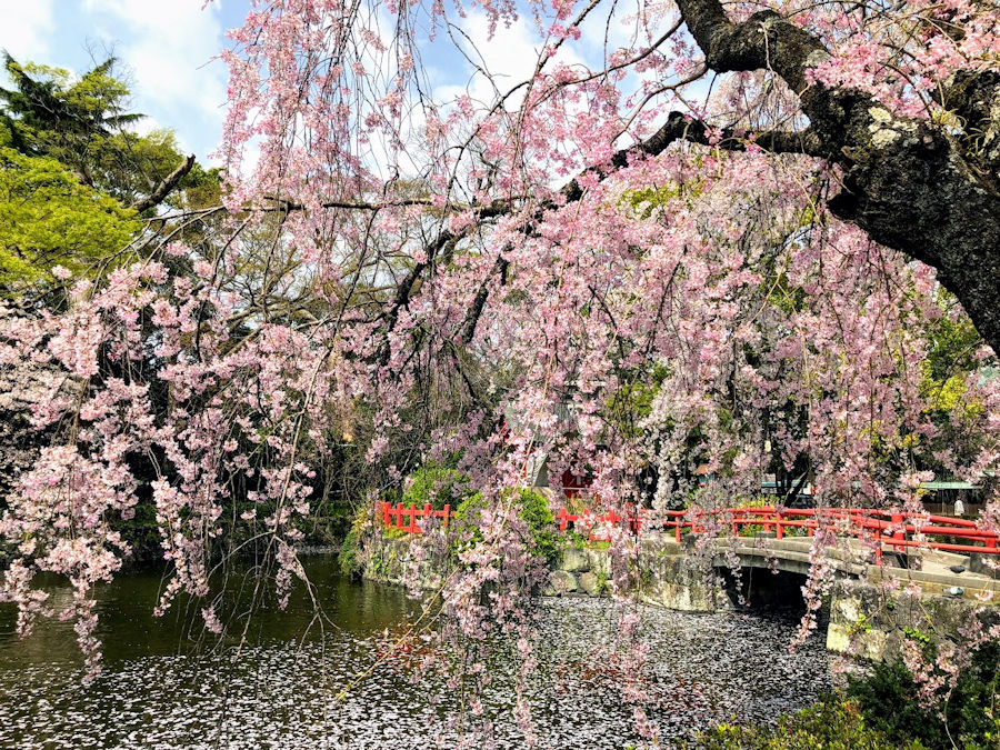 春の箱根路その１　三嶋大社の桜_e0256058_08310723.jpg