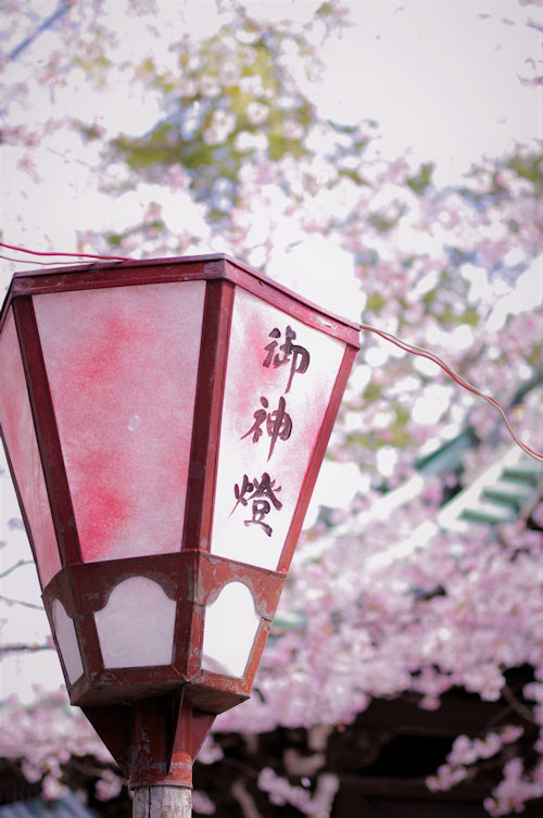 春の箱根路その１　三嶋大社の桜_e0256058_08384012.jpg