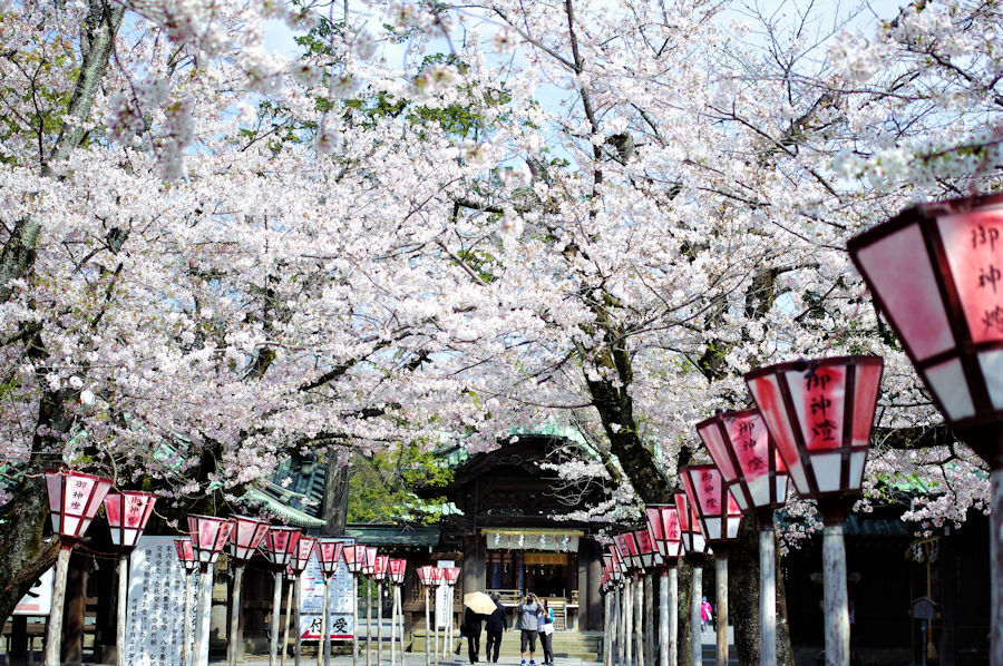 春の箱根路その１　三嶋大社の桜_e0256058_08565371.jpg