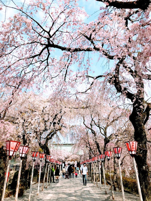 春の箱根路その１　三嶋大社の桜_e0256058_08565480.jpg