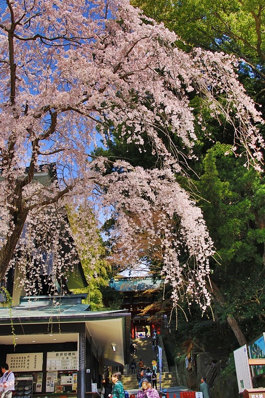 久能東照宮と枝垂れ桜･1♪_a0167759_1161413.jpg