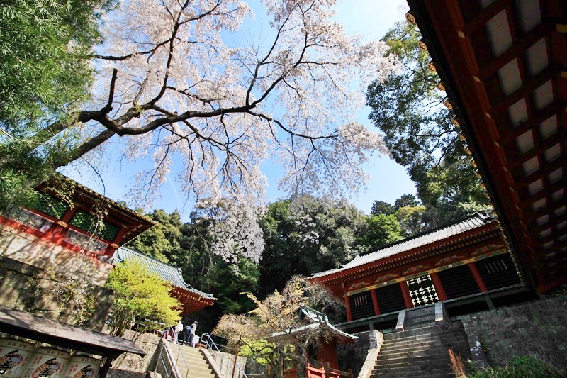 久能東照宮と枝垂れ桜･1♪_a0167759_17173270.jpg