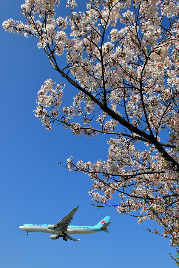 桜 2018 / 1 - 福岡空港_c0308259_20281477.jpg