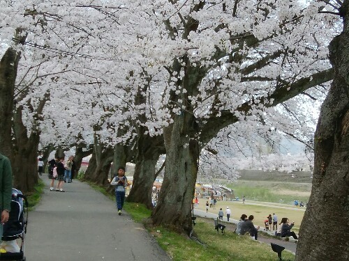 青春18きっぷ　in　福井　満開の桜_a0331562_15194819.jpg