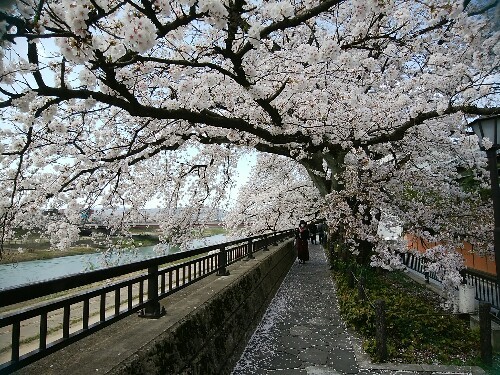 青春18きっぷ　in　福井　満開の桜_a0331562_15205500.jpg