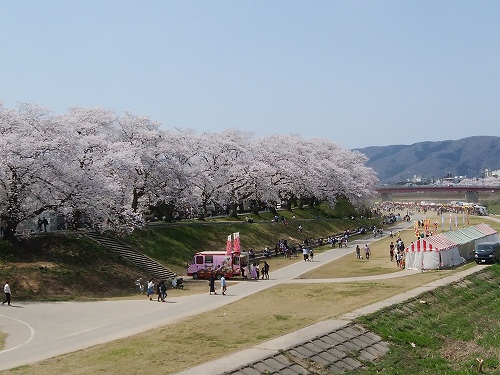 青春18きっぷ　in　福井　満開の桜_a0331562_22185278.jpg