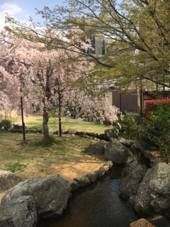 散る桜も美しい_f0363168_21181885.png