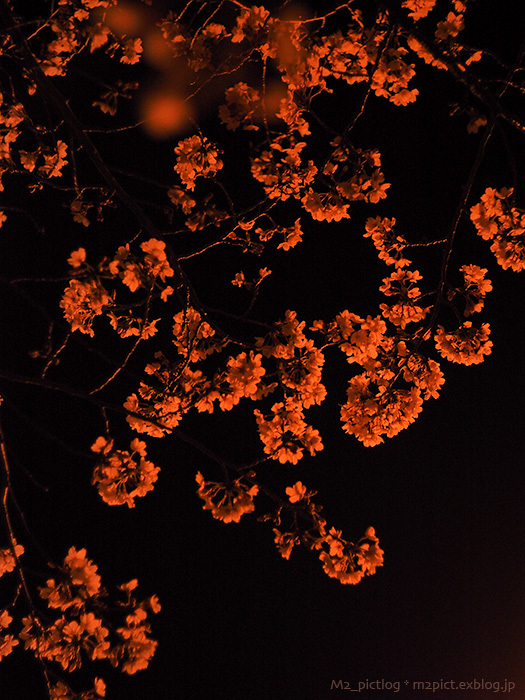 夜桜_e0097970_08364623.jpg