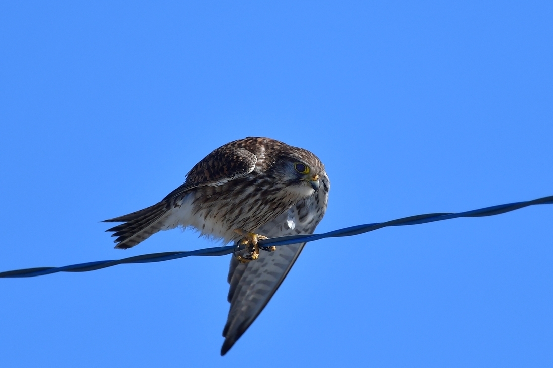 綱渡り チョウゲンボウ_f0053272_22123012.jpg