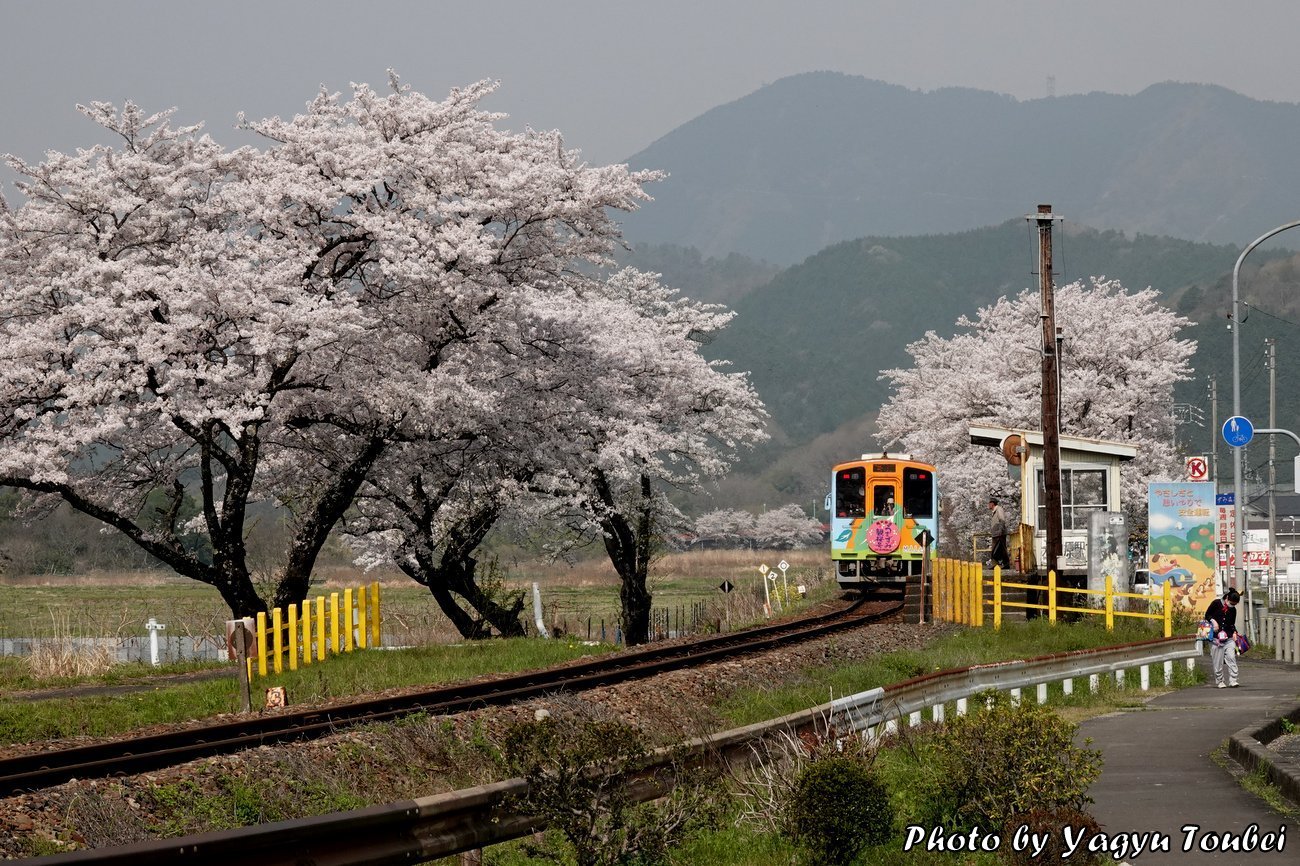日本 樽見鉄道木知原駅の桜 とことん写真