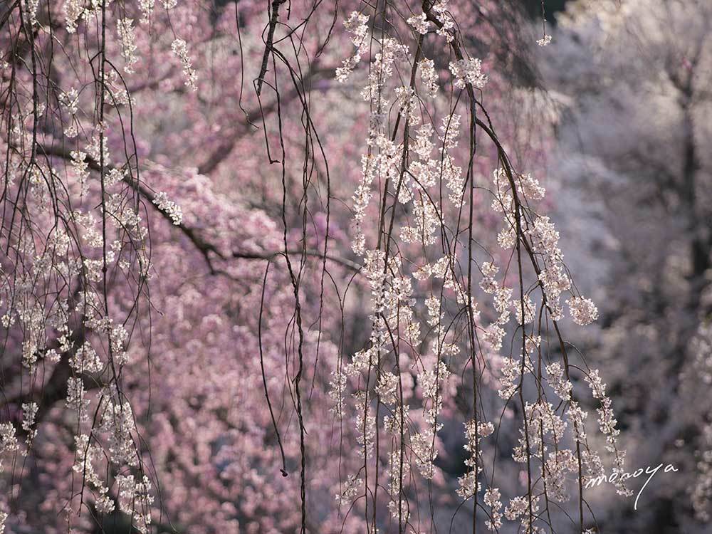 桜撮影が始まりました_c0085877_06181474.jpg