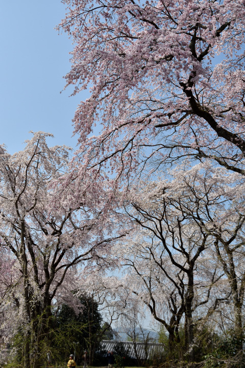 f0108478_20194834.jpg
