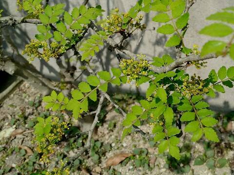 花山椒の季節 風つうしん 花山椒の季節 風つうしん