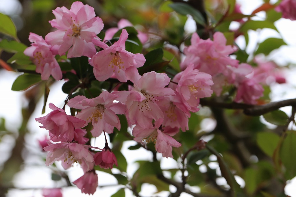 2018.04.03　海棠桜が満開に_f0140087_00472894.jpg