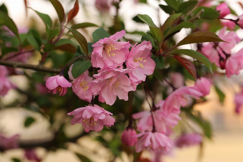 2018.04.03　海棠桜が満開に_f0140087_00475293.jpg