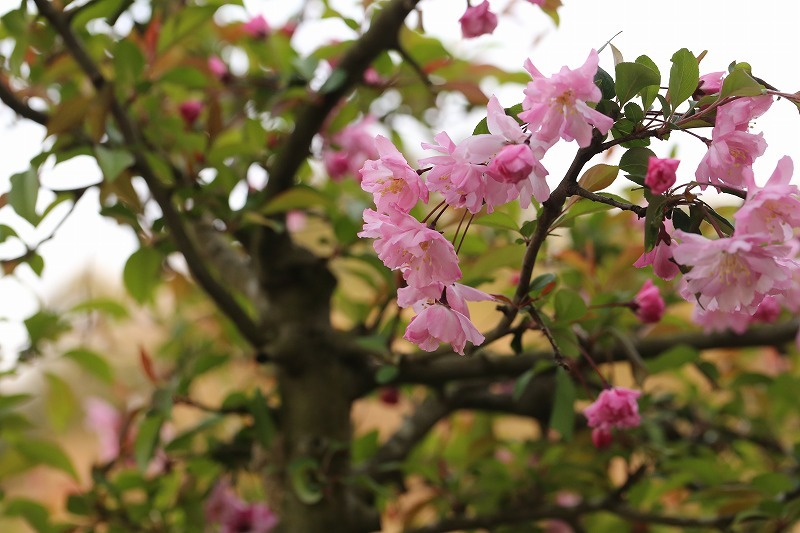 2018.04.03　海棠桜が満開に_f0140087_00481138.jpg