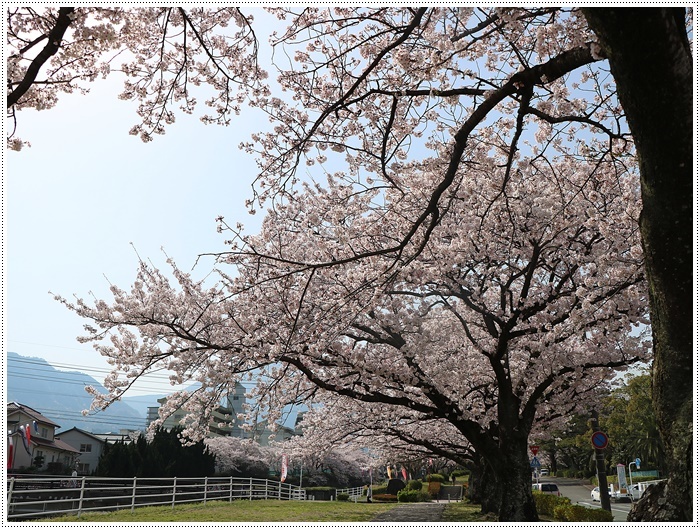 ２０１８年のお花見を振り返って　その４　別府公園のあとは境川緑地だよ_b0175688_13564211.jpg