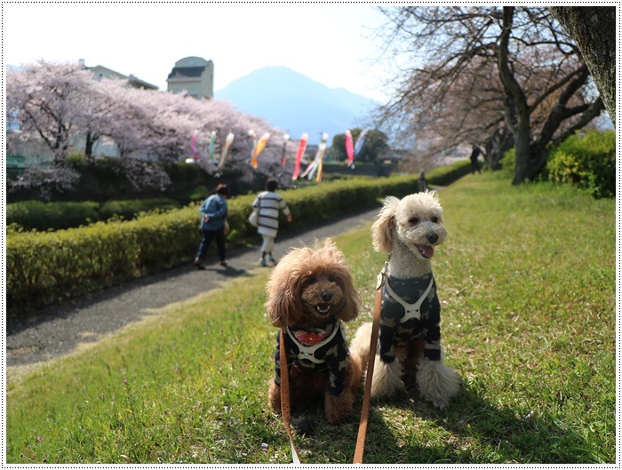 ２０１８年のお花見を振り返って　その４　別府公園のあとは境川緑地だよ_b0175688_14045938.jpg