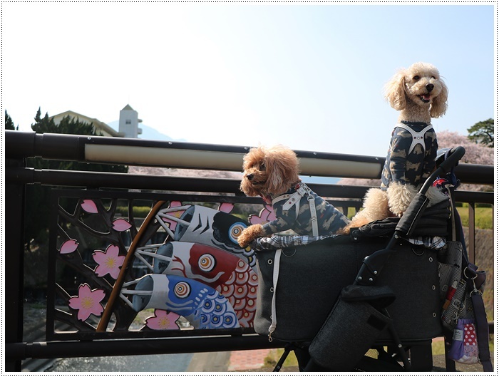 ２０１８年のお花見を振り返って　その４　別府公園のあとは境川緑地だよ_b0175688_14052523.jpg