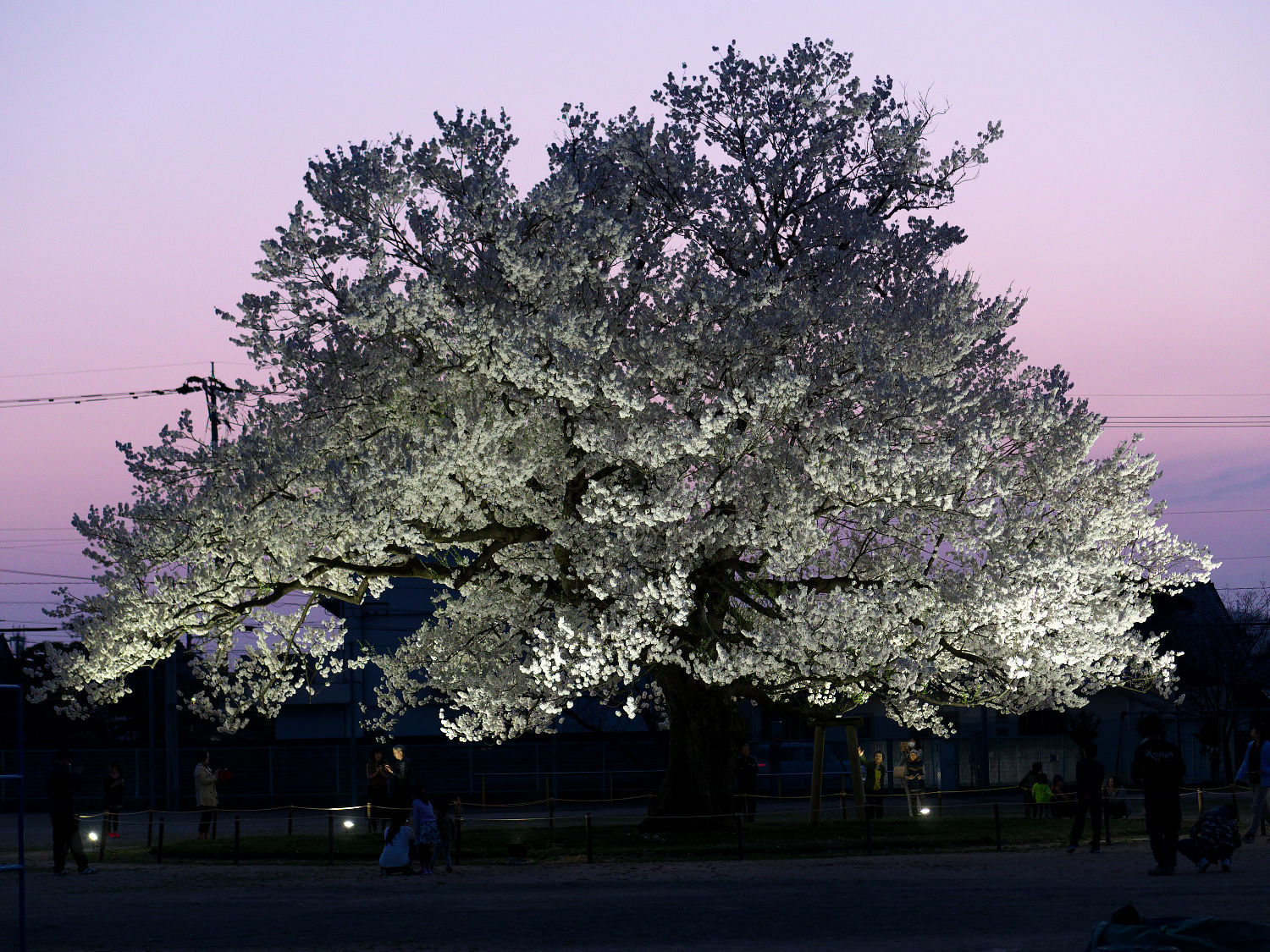 味真野小学校の桜_c0081492_20232022.jpg