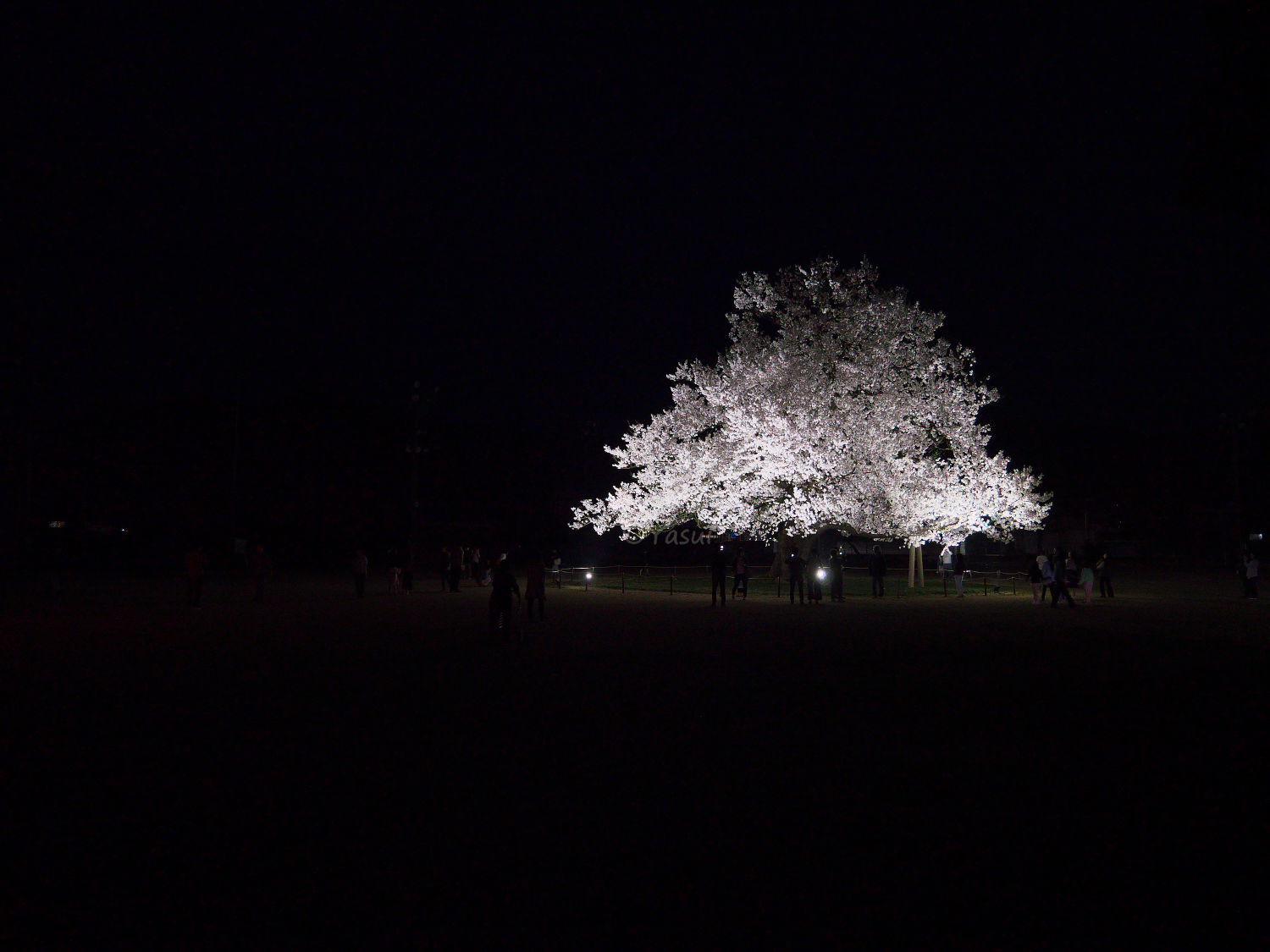 味真野小学校の桜_c0081492_20234052.jpg