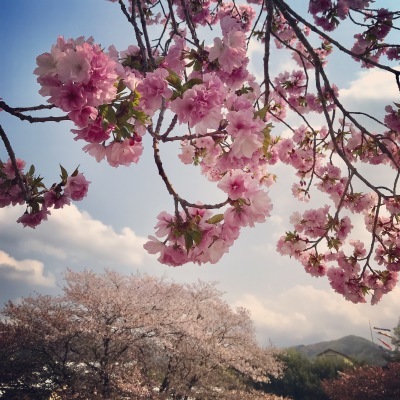 桜のコラボ_f0043592_09461467.jpg