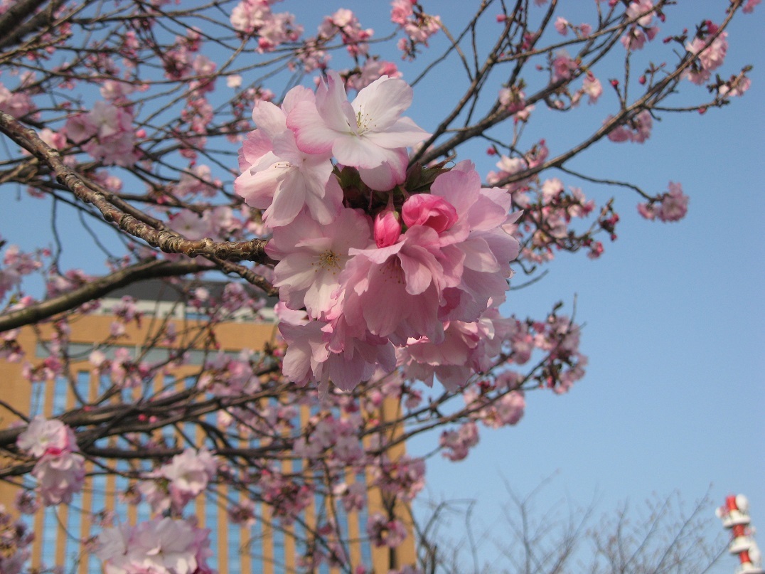 「手毬」 県庁の桜 2018_f0281398_21213353.jpg