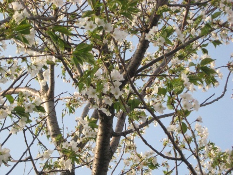 「手毬」 県庁の桜 2018_f0281398_21240230.jpg