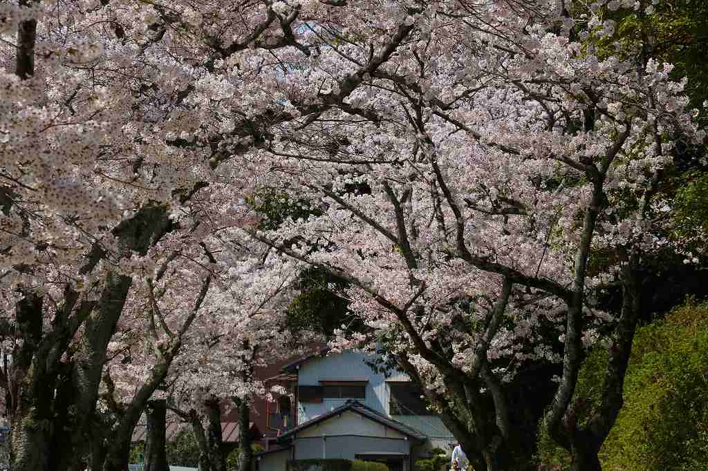 桜の咲く風景♪♪♪_e0372207_23294166.jpg