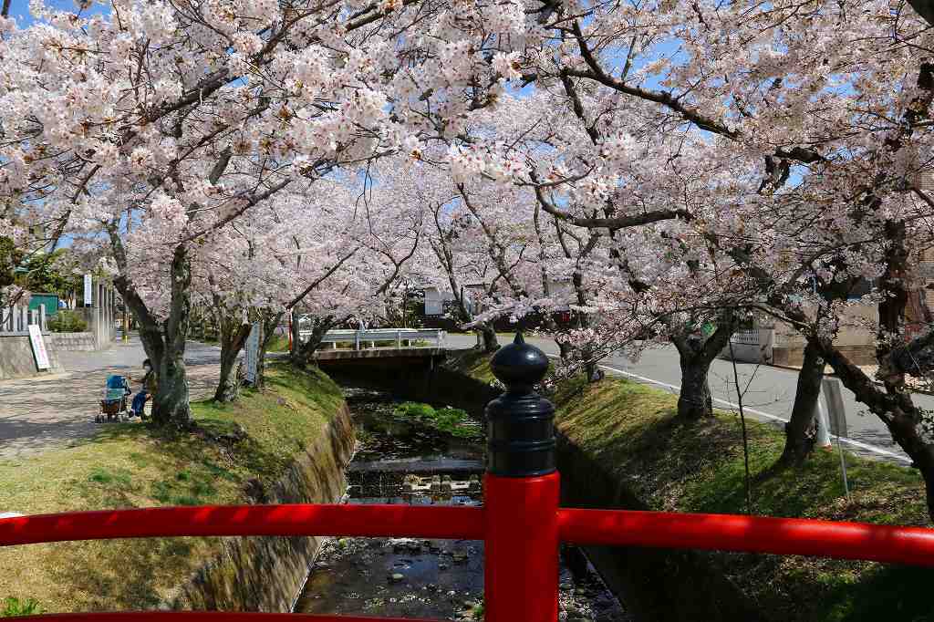 桜の咲く風景♪♪♪_e0372207_23294826.jpg