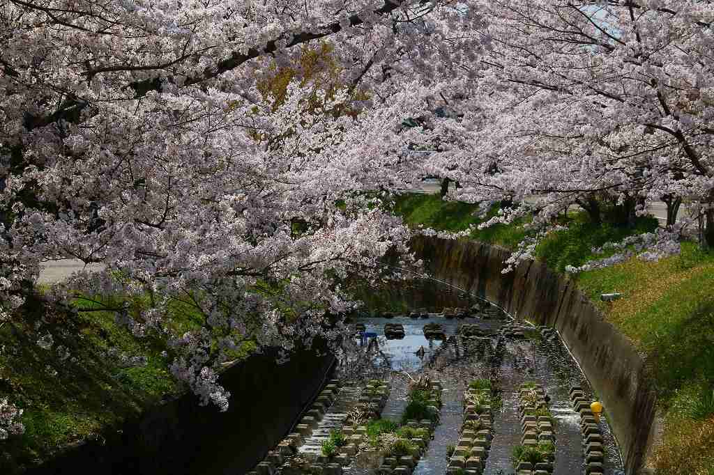 桜の咲く風景♪♪♪_e0372207_23301754.jpg